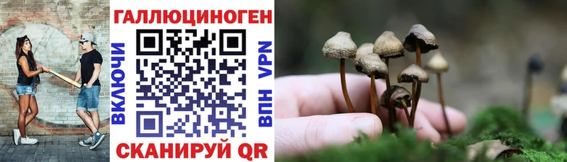 Галлюциногенные грибы Psilocybine cubensis  Городец 